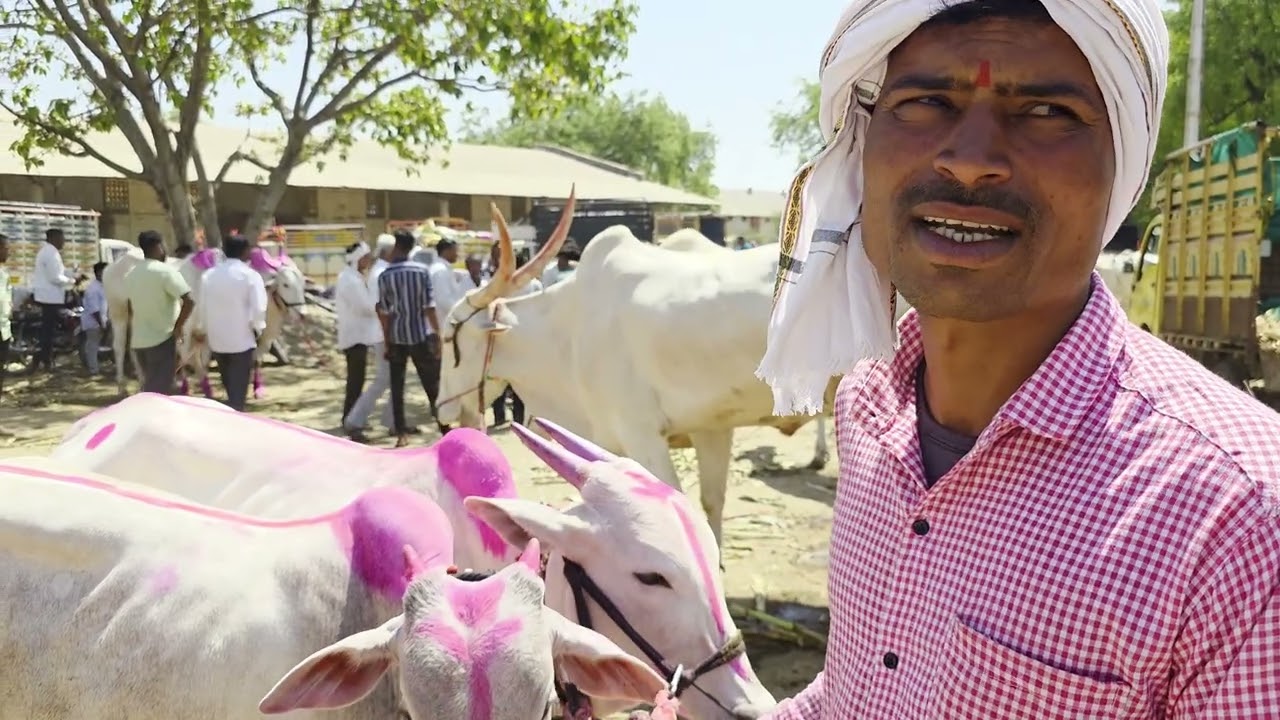 07-03-2026 चाळीसगाव येथील भव्य बैल बाजार। #चाळीसगाव 