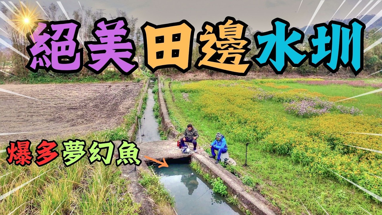 承載文明的古樸水圳，竟藏夢幻魚群，花海美景如畫！原生魚類與花海的祕密花園｜小物釣｜勇作微物釣工坊｜Maxcatch｜野生毛蟹｜台興牌涉水褲｜牛屎鯽｜齊氏石鮒｜#釣り #flyfishing #タナゴ