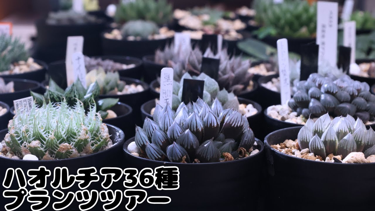 ハオルチア36種類の一挙紹介！【Haworthia Plant Tour】