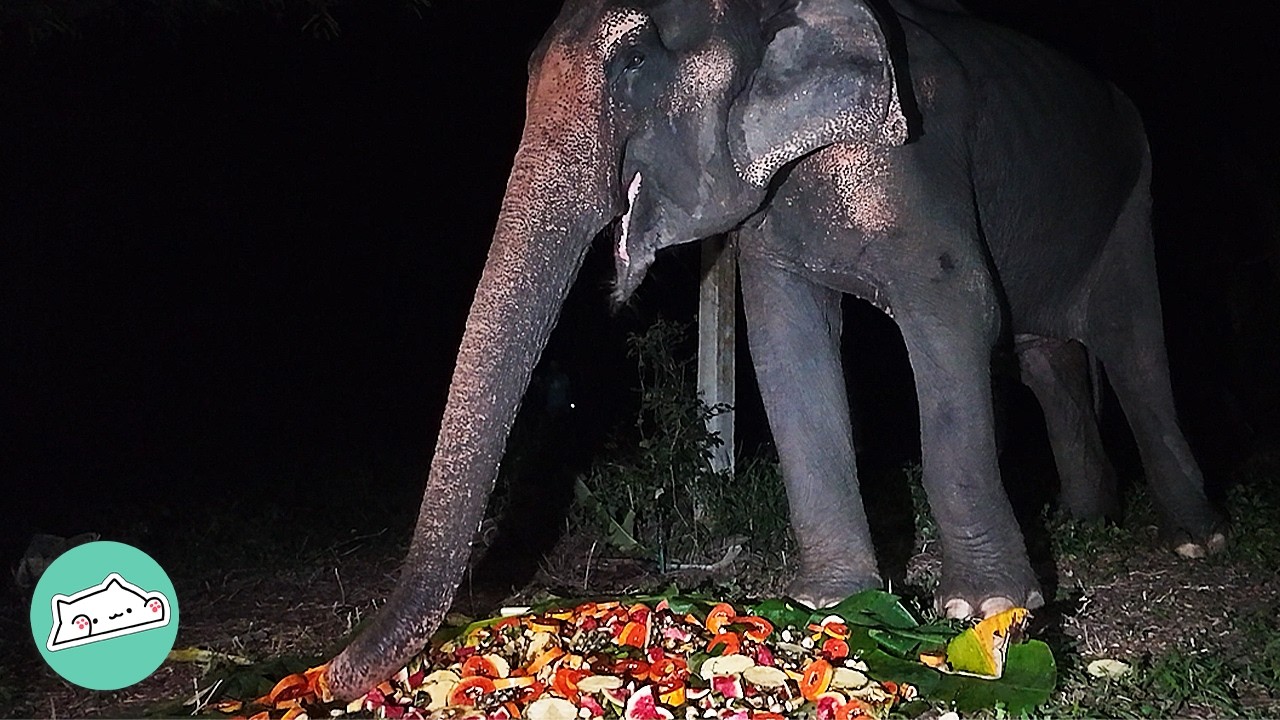 50 Year Old Elephant Tastes Freedom After Years Of Work | Cuddle Buddies