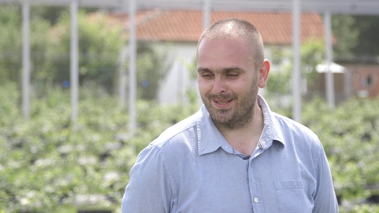 Uzgoj borovnica u saksijama u Jagodini - U nasem ataru 799