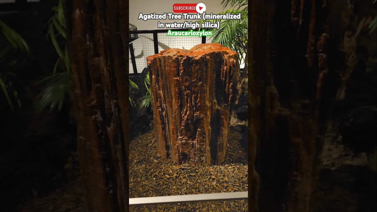 This fossilized tree trunk is WAY older than T. Rex! #fossil #history #paleontology #science