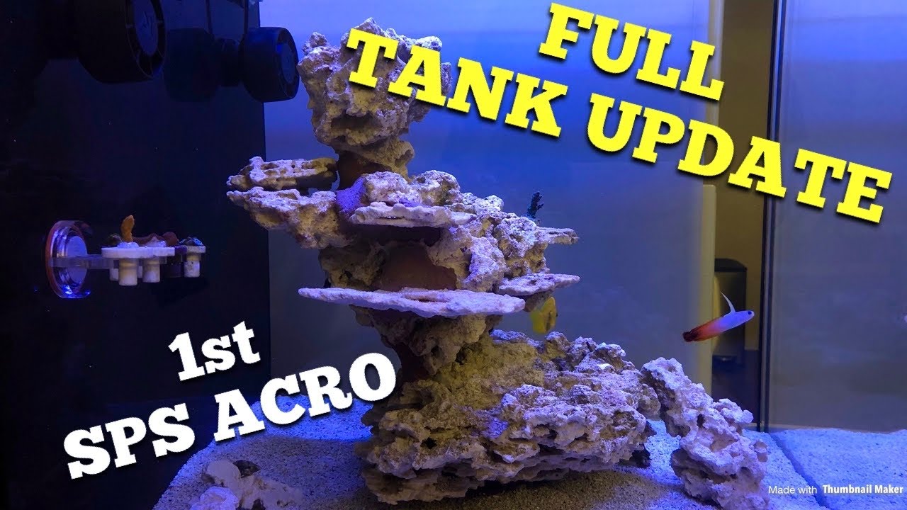 Full Tank Update + adding first acro (Mode aquarium 50g)