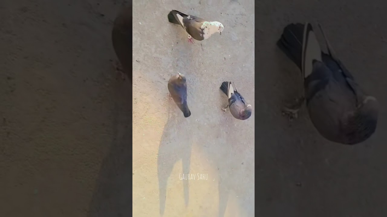 न्यू ब्लॉक कबूतर का देखें 🕊🕊
