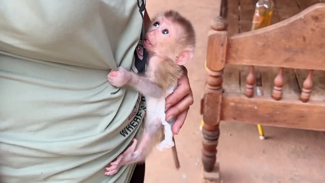 Baby Monkey Mato Clung On Mom Super Tight Deny Mom Put Him On Table