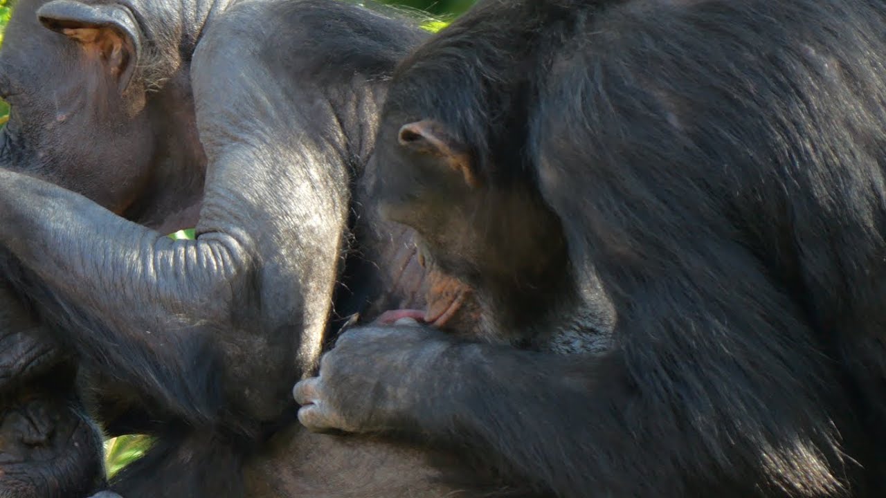 赤ちゃんとゴウちゃん（Baby and Go-chan）　よこはま動物園ズーラシア　チンパンジー　202310