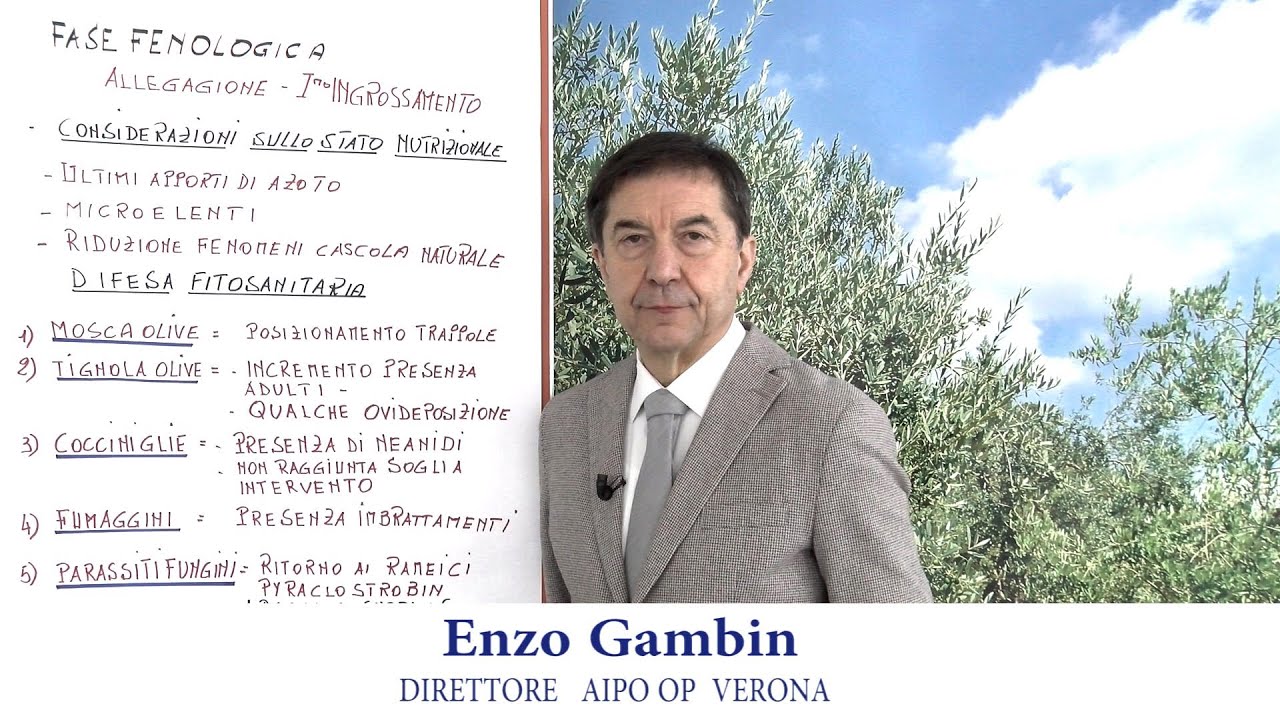 Periodico olivo 14 giugno 2024