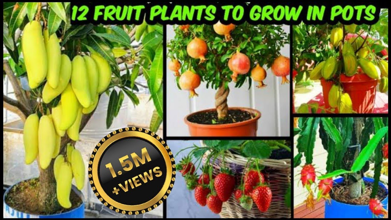 गमले में ढेर सारे फल देने वाले 12 फ्रूट प्लांट | Fruit Plants To Grow In Pots & Get Lots Of Fruits