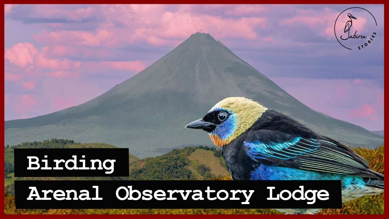 Birding Arenal Observatory Lodge in Costa Rica, Private