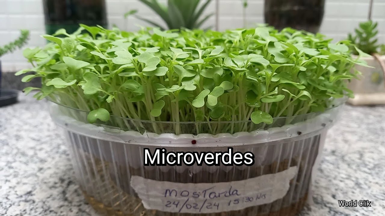 COMO PLANTAR MICROVERDES EM CASA DE FORMA FÁCIL E SIMPLES - DIY - MICROVERDES DE MOSTARDA