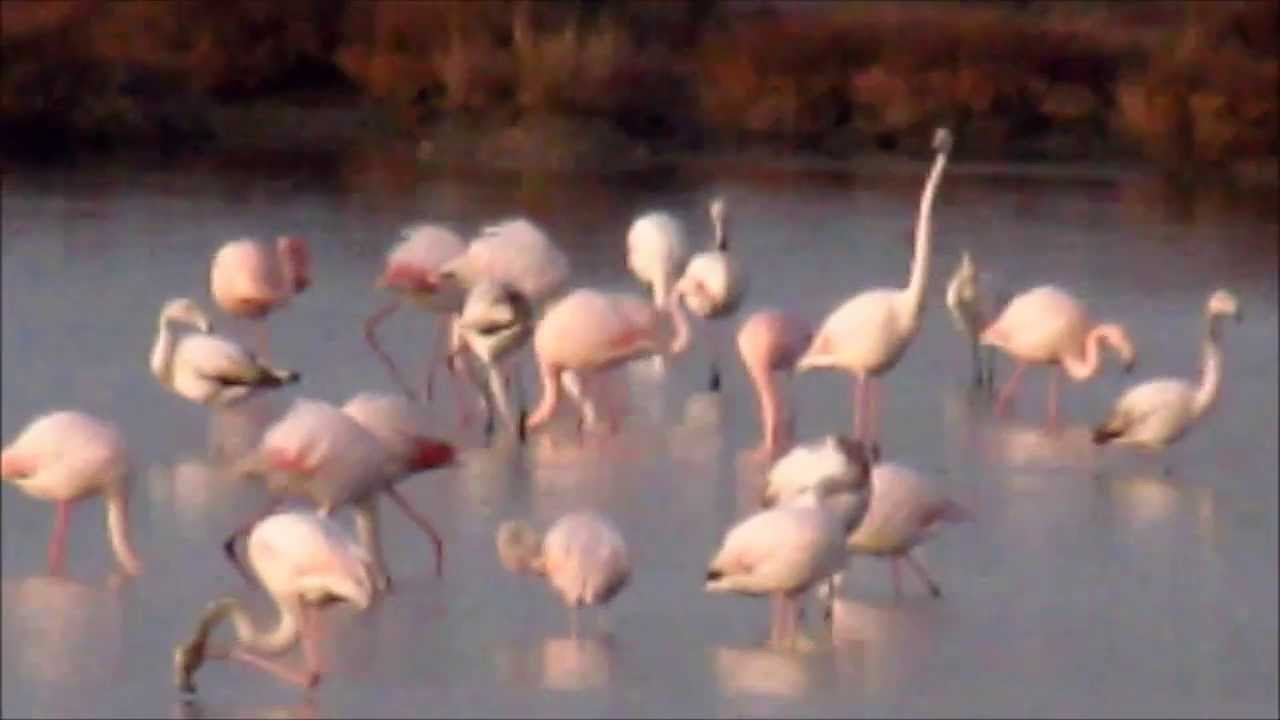 FENICOTTERI ROSA  GRADO DICEMBRE 2013