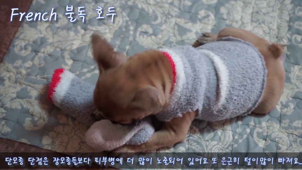 French 불독 호두(단두종,단모종)