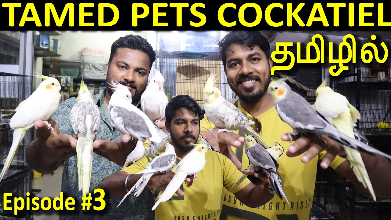 BIRDS SHOP CHENNAI TAMIL,TAMED BIRDS CHENNAI,TAMED COCKATIEL CHENNAI TAMIL/EXOTIC BIRDS FOR SALE