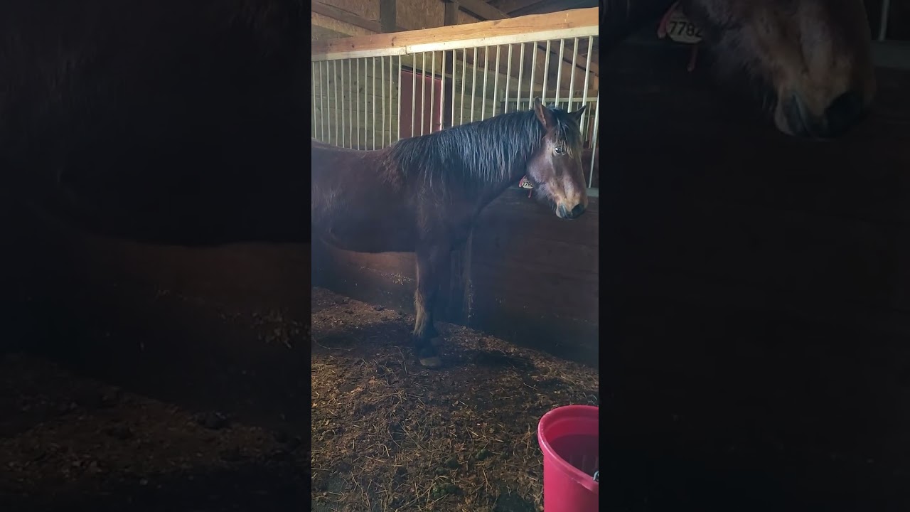 Rafter X Ranch - Mustang Makeover - Insider Edition! 