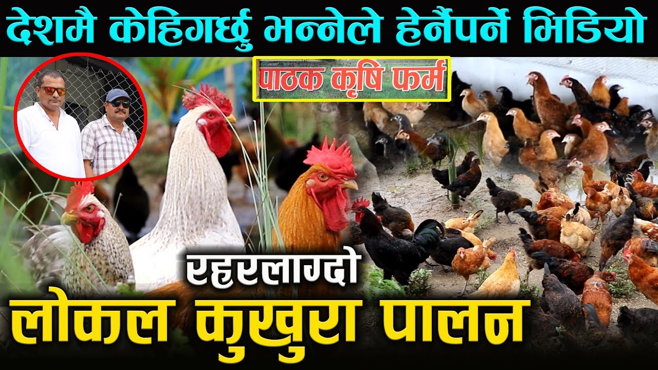 रहरलाग्दो अर्ग्यानिक लोकल कुखुरा पालन Local Chicken Farming In Nepal || Wave Nepal
