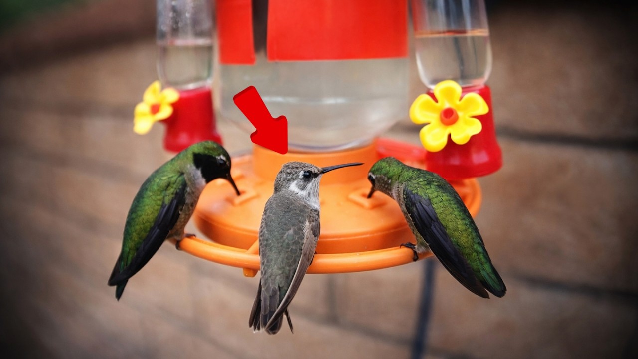 Baby Anna’s Hummingbird Visits the Feeder for the First Time | アナハチドリの赤ちゃん初めての給餌 🐣🌺