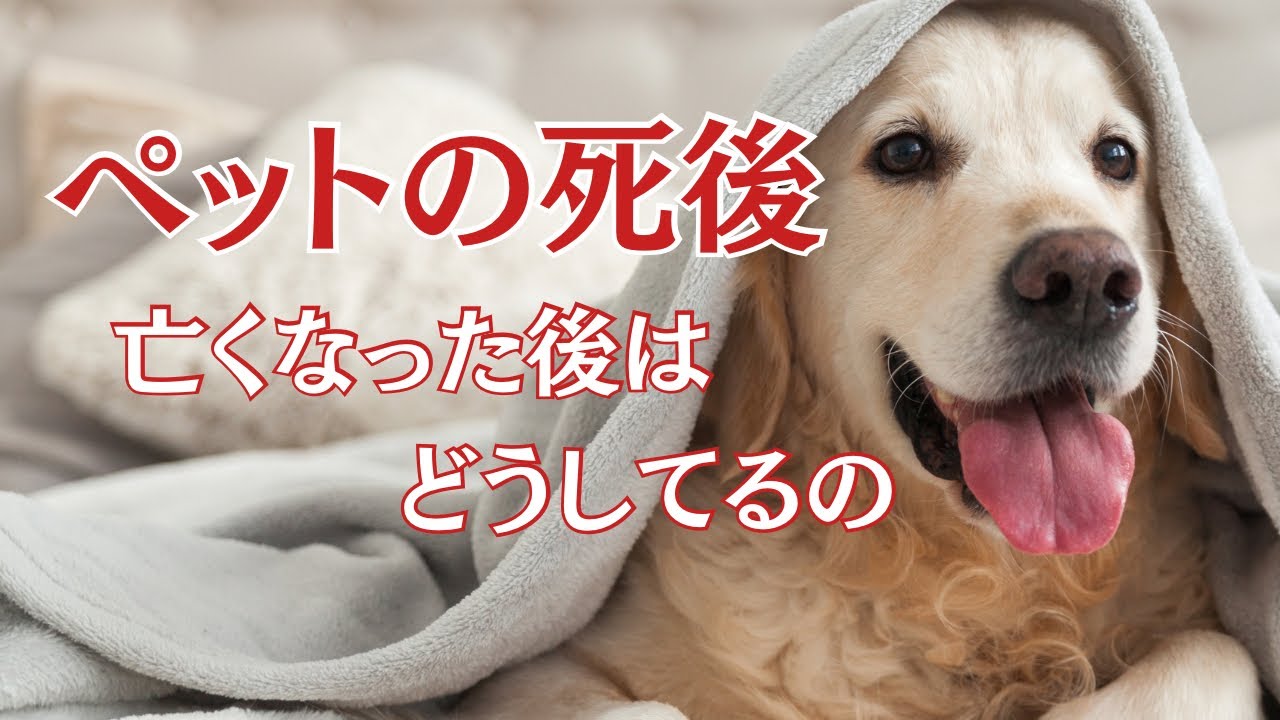 【ペットの死後】亡くなったペットたちはどうしてるの？？
