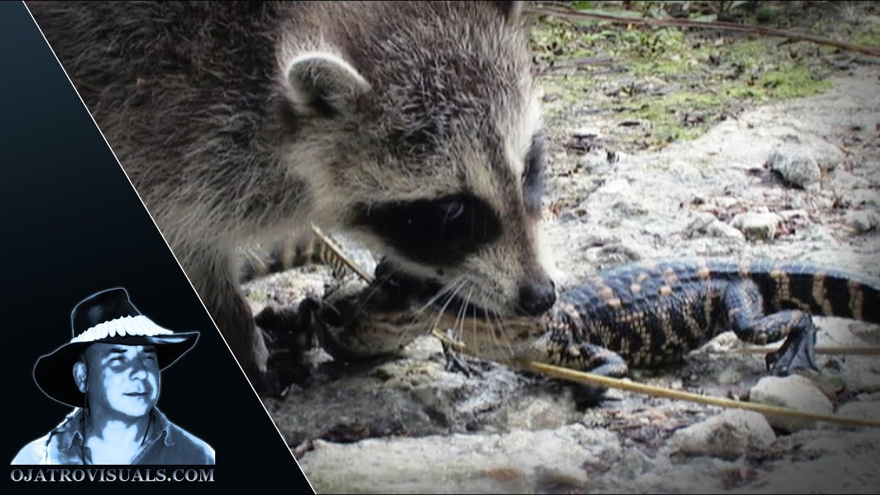 Raccoons Catching Alligator Hatchlings 01