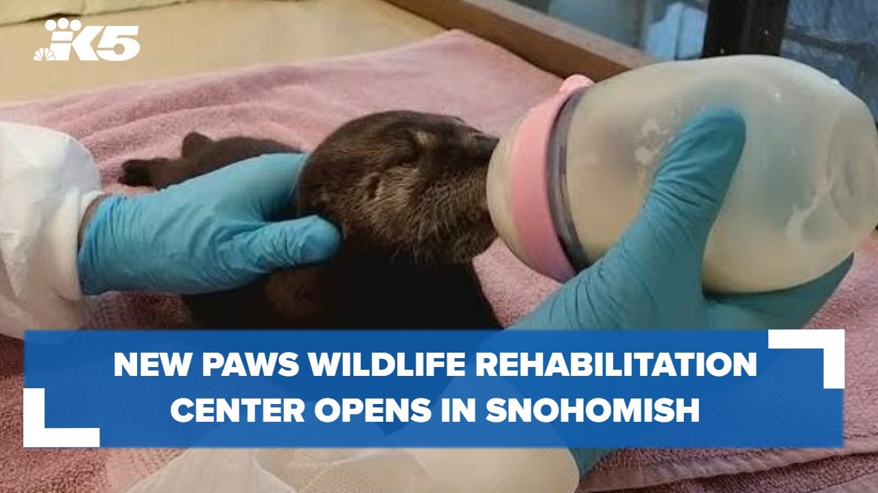 New PAWS Wildlife Rehabilitation Center opens in Snohomish