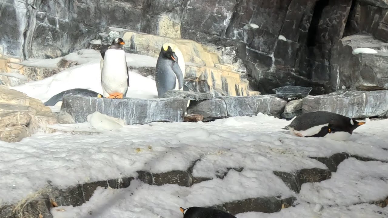 Antarctica @SeaWorldOrlando ft. real #penguins and the Penguin Trek #rollercoaster  