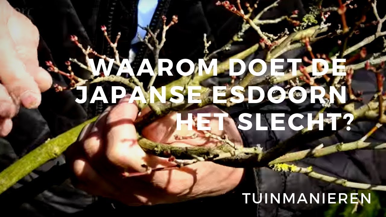 Waarom doet de Japanse Esdoorn het niet goed? Zieke Japanse Esdoorn?
