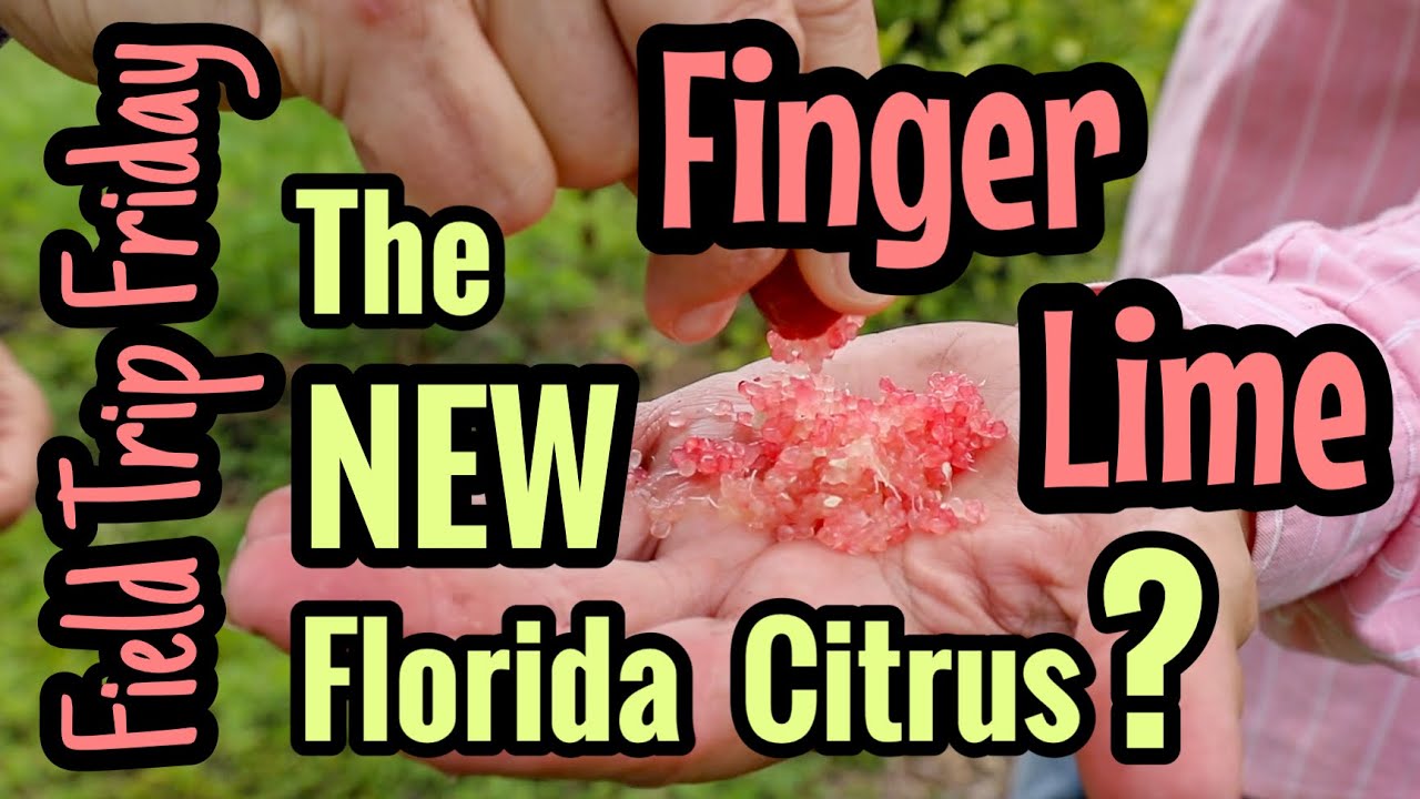 Field Trip Friday- Is Finger Lime the New Florida Citrus?!