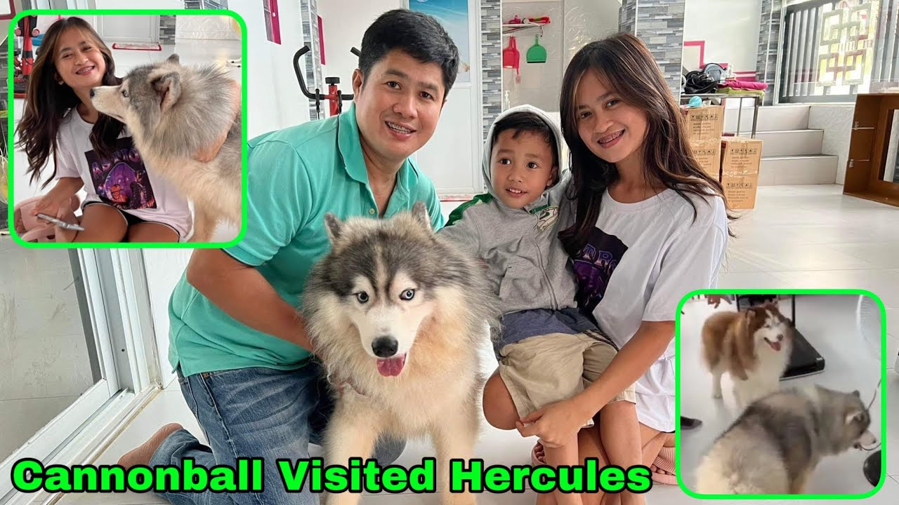 Cannonball Visited @huskypacktv4903  played w/ Hercules & @saidatinguinoo4506