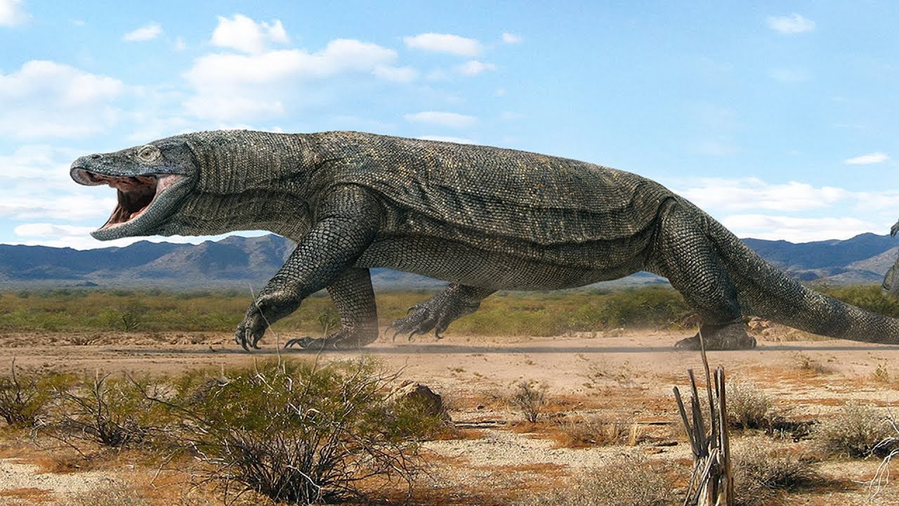 When Giant Lizards Ruled Australia - Megalania