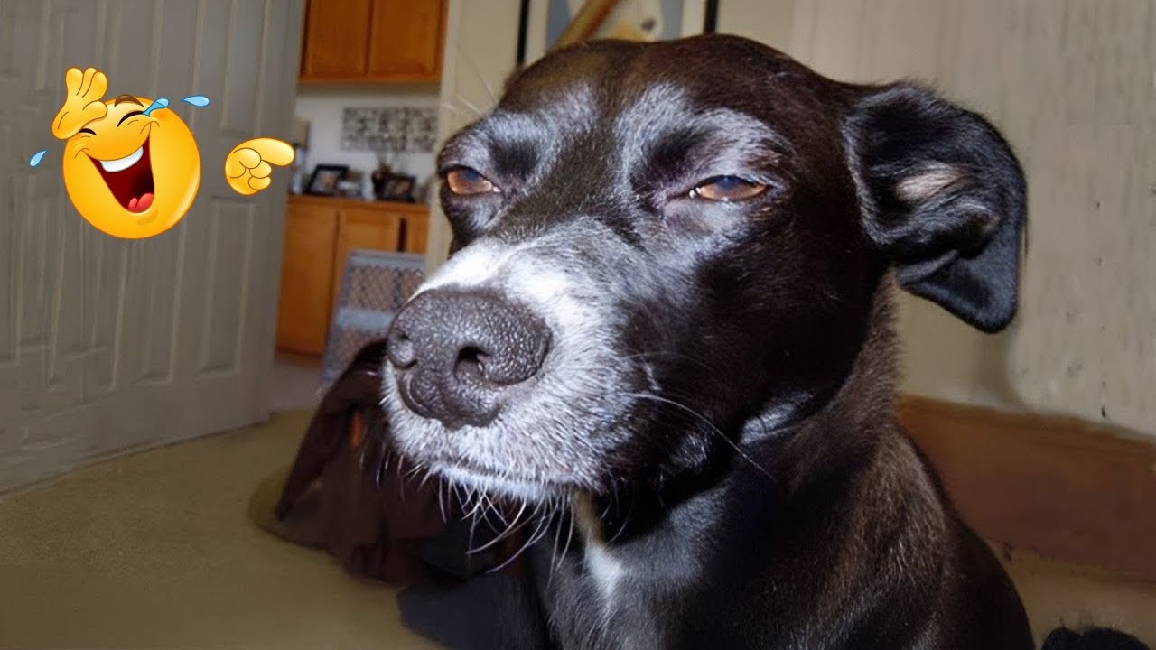 You Can’t Stop Laughing At These Dogs 🤣 FUNNIEST DOGS Video 2026