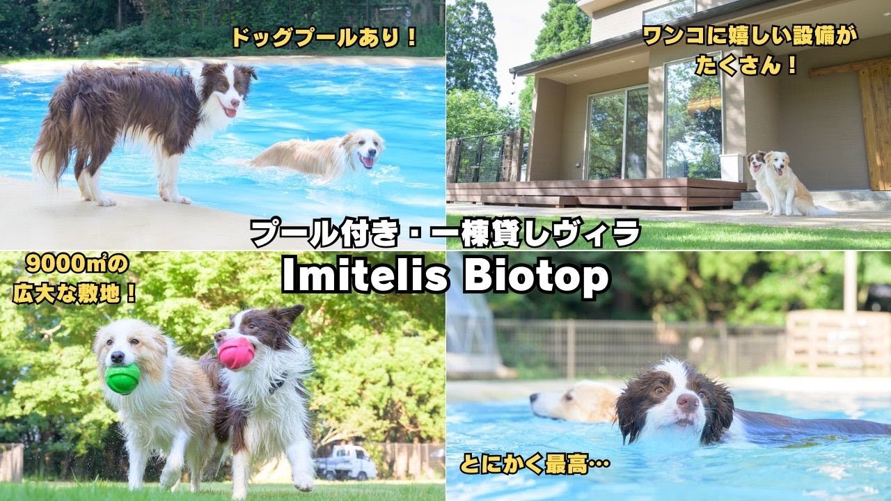 【ドッグプール付き】一棟貸しヴィラ＆広大な貸し切りドッグランが最高すぎた…【千葉県】