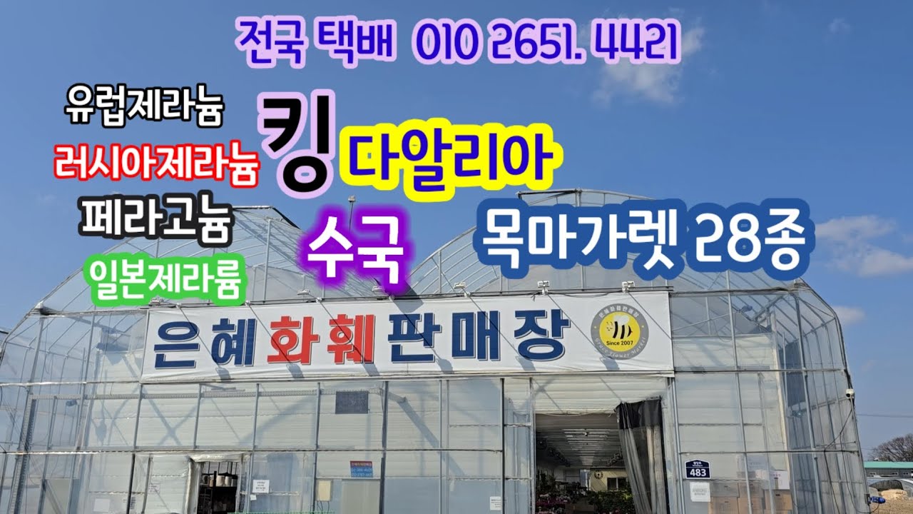 #은혜화훼판매장:경기도일산동구원당로483/사리현동14ㅡ4 #택배전문 0102651 4421#제라륨시리즈#목마가렛#킹다알리아#청수국