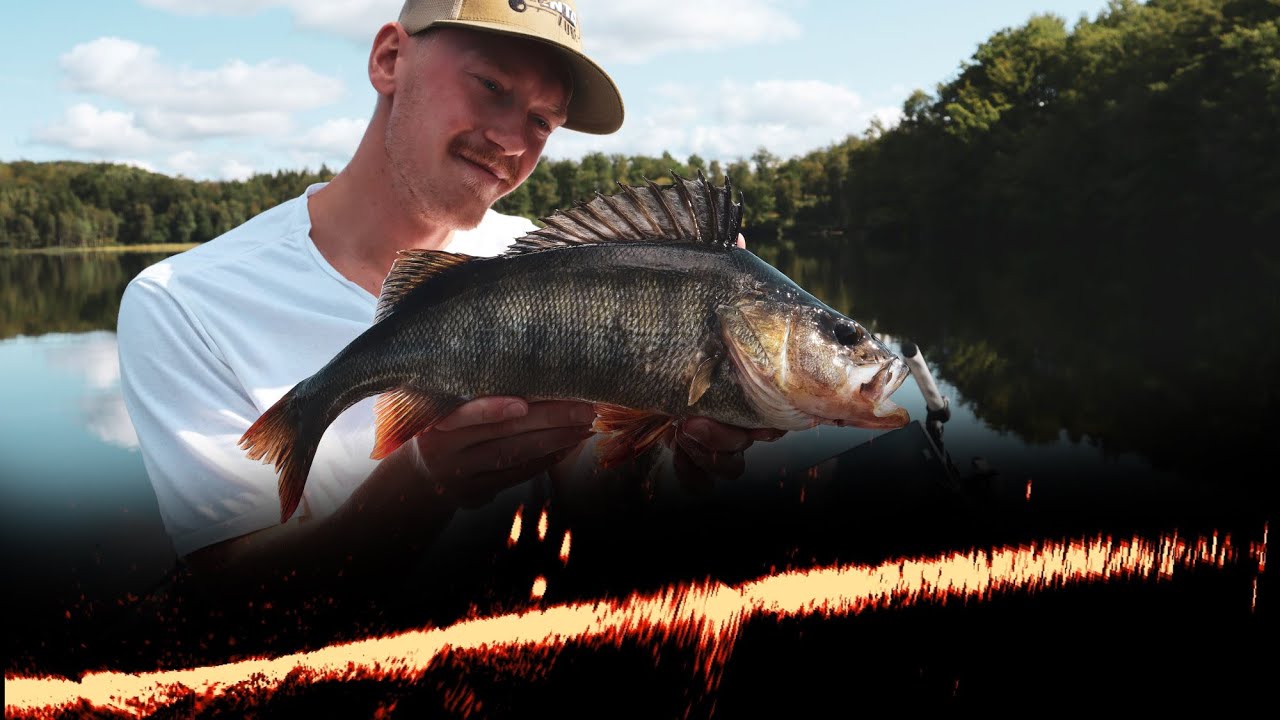 Fiskar Abborre med Jerk på Active target!