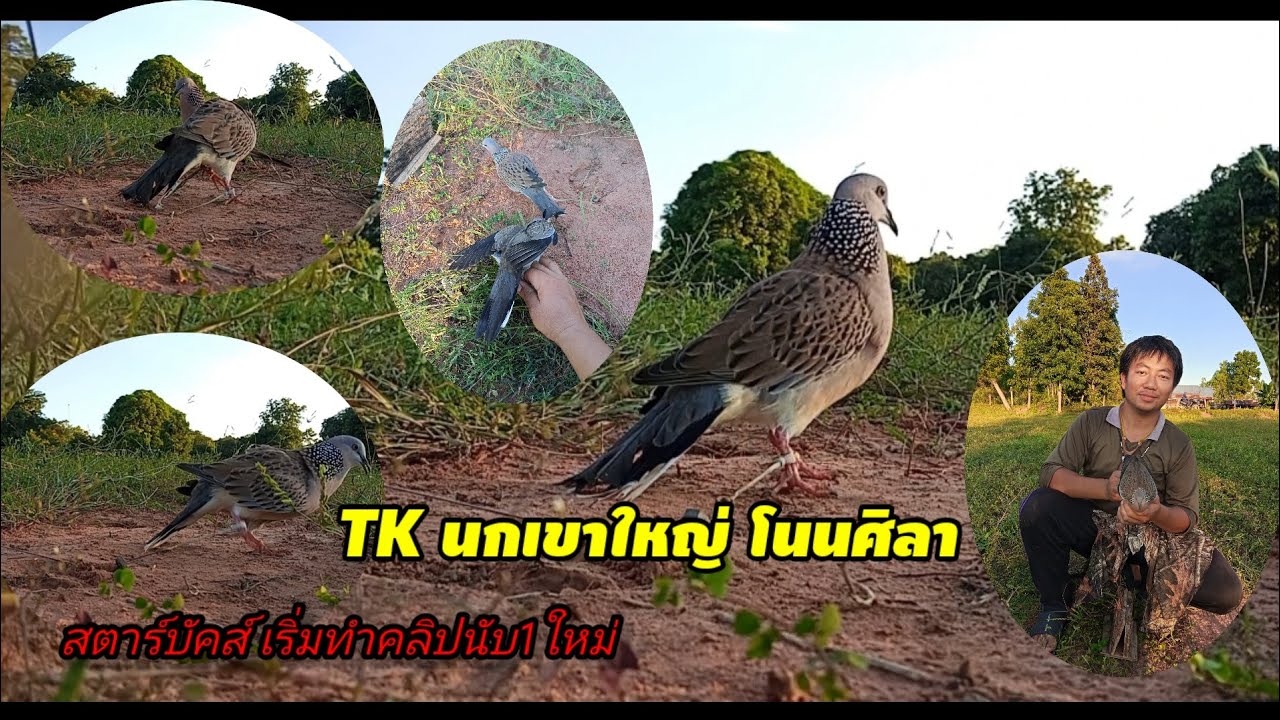 นกเขาใหญ่ต่อดิน เจ้าสตาร์บัคส์ เริ่มต้นนับ1ใหม่ ลานเล็กไปหน่อยลีลาไม่ออกเลย