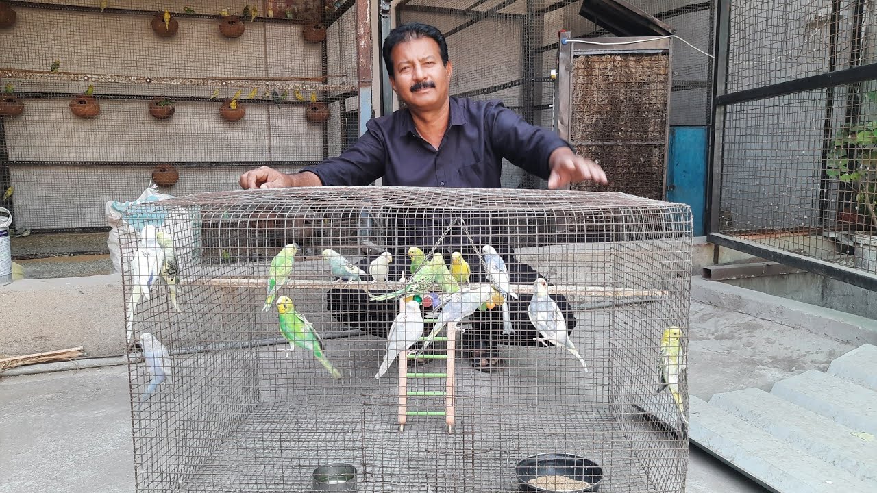 Budgies single cage progress | 1 pair budgies breeding setup