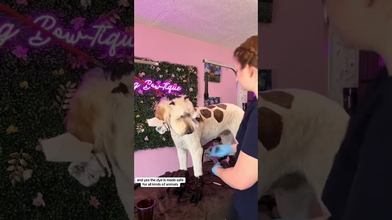 Cute Giraffe Creative Dog Grooming with OPAWZ Permanent Pet Hair Dye   #opawz  #dog  #pets