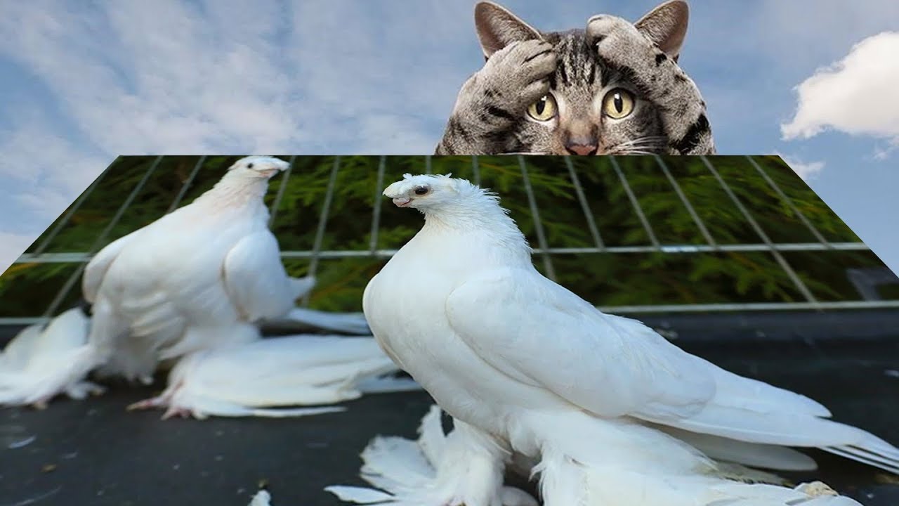 Кот гоняет голубей. Голубеводы поймут.