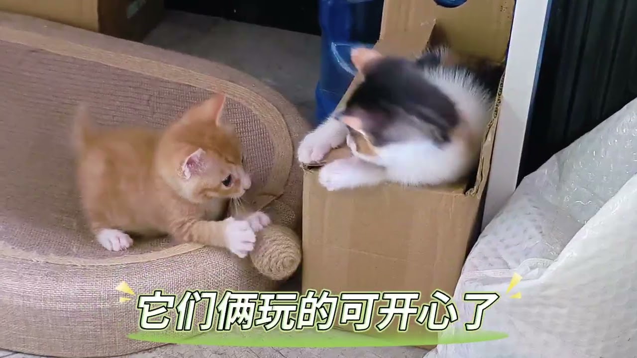 养猫人的一天