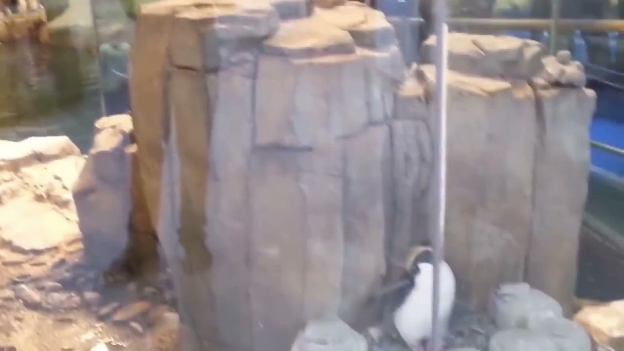 Kowalski analysis meme