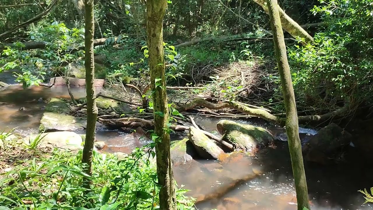 Sounds Of South Africa nature in KZN Everton Conservancy Durban Kloof.
