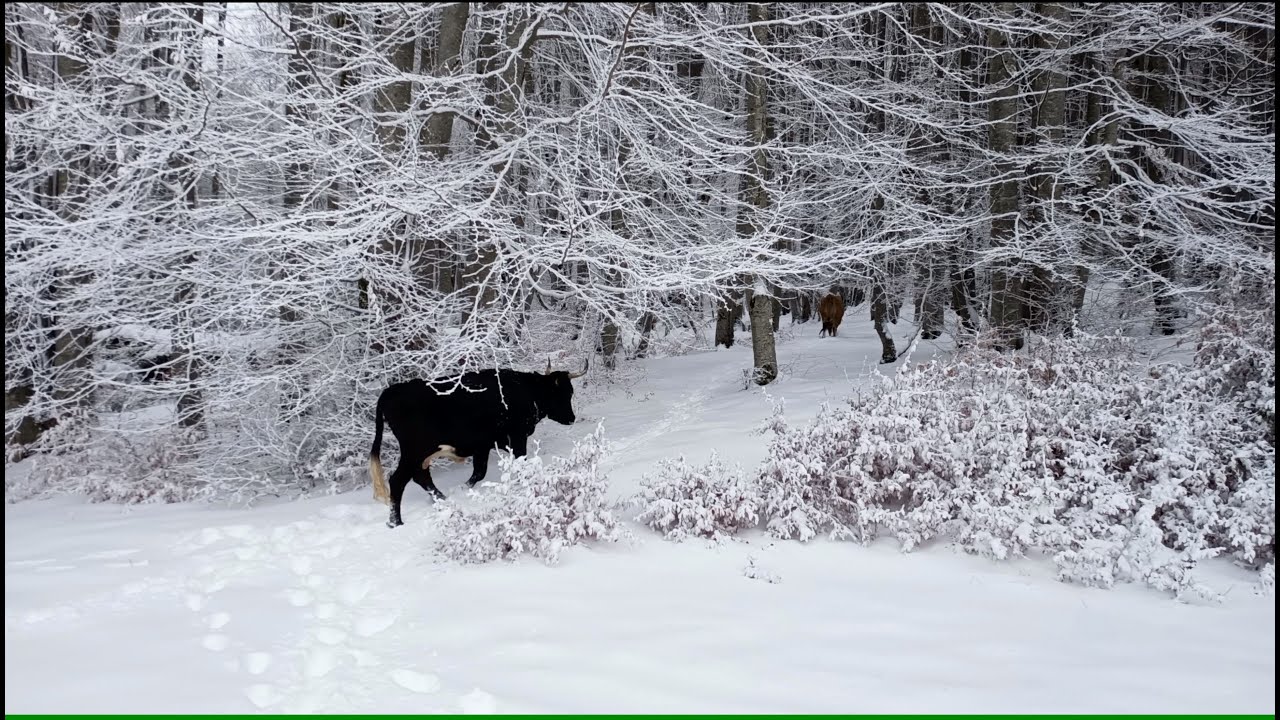 Corse Jour de tempête Col de Vizzavona