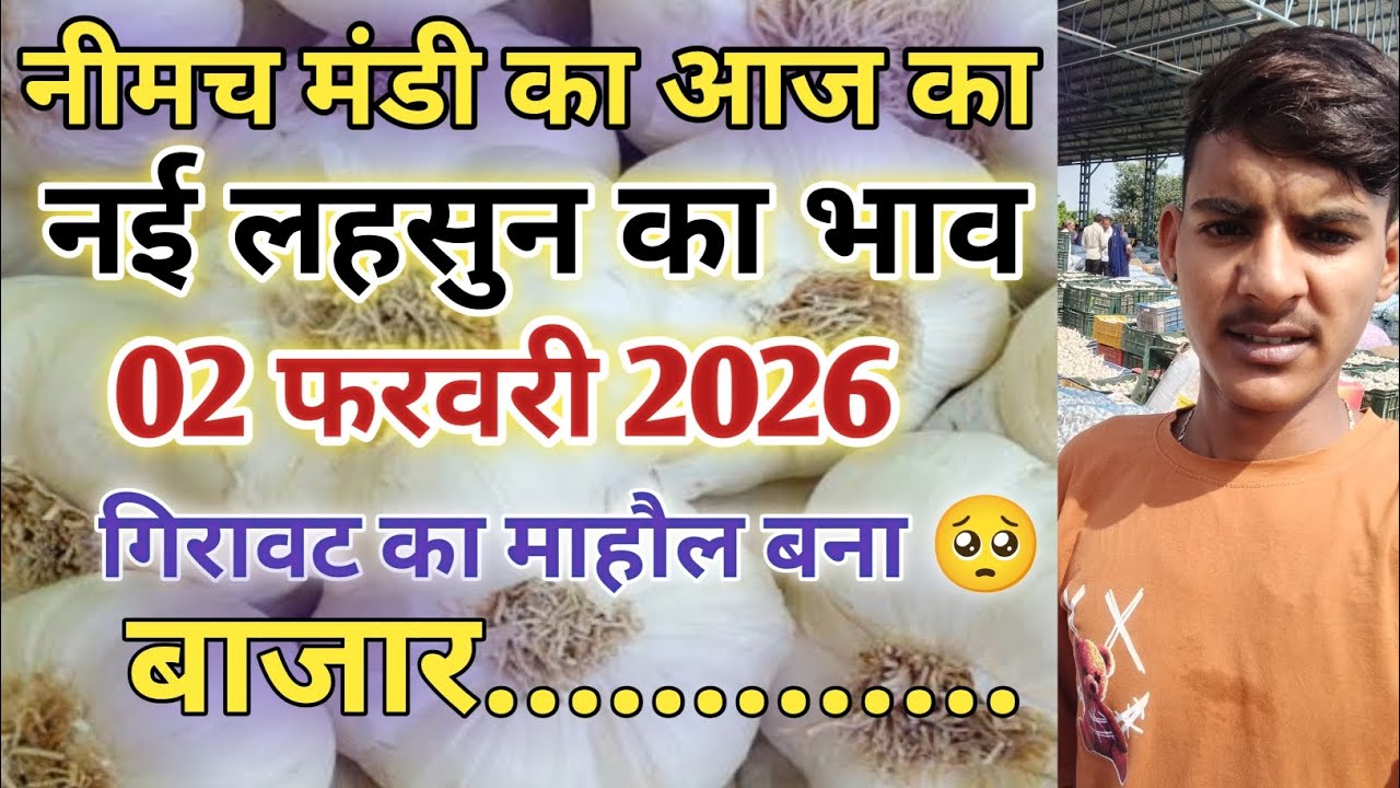 नीमच मंडी आज लहसुन के नये भाव/नीमच मंडी भाव आज/नीमच मंडी लहसुन भाव
