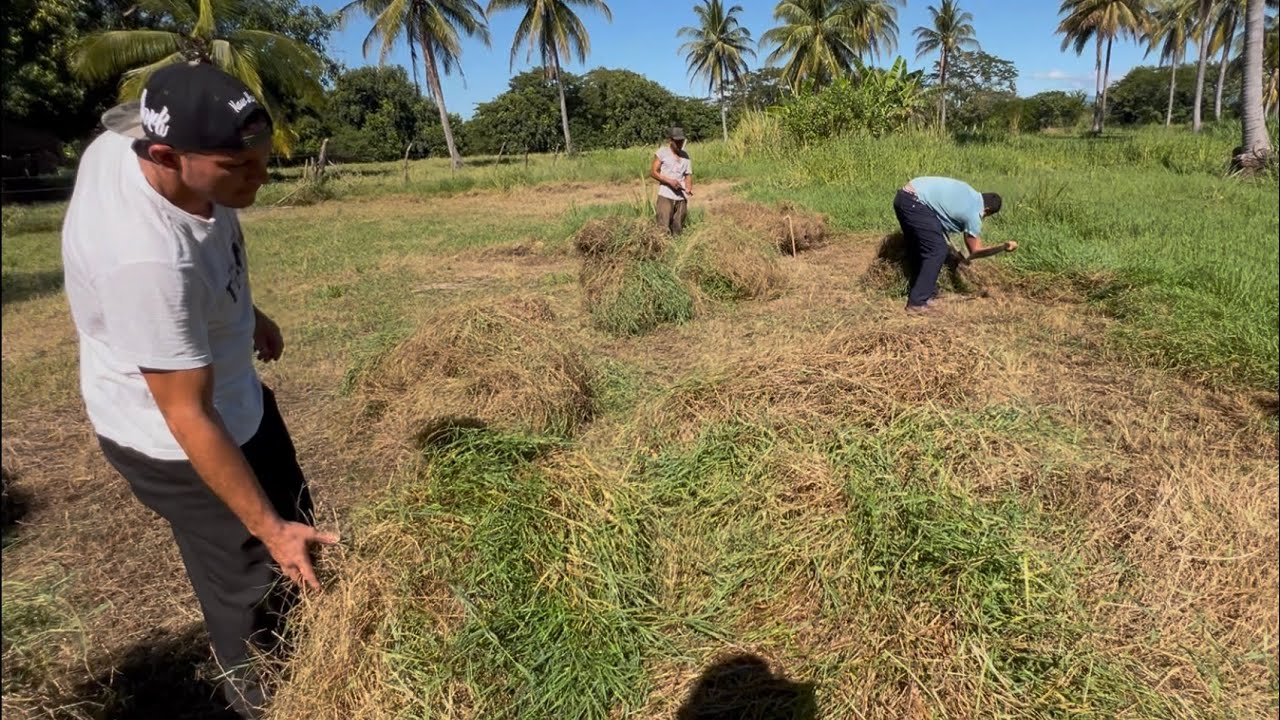 Cortando zacate para las vacas gyr y llev&aacute;rselos