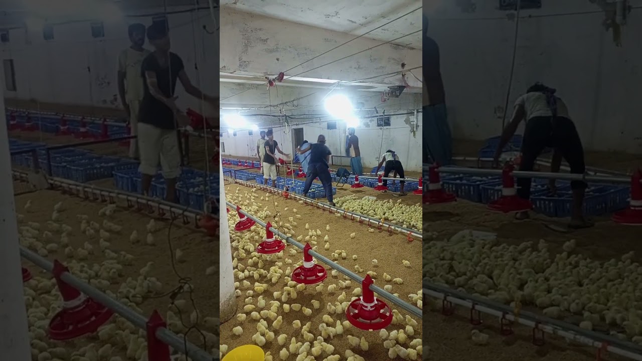 Broiler chicks opening in the farm #broilerchicken #poultry #poultryfarm #poultryfarming #chicken