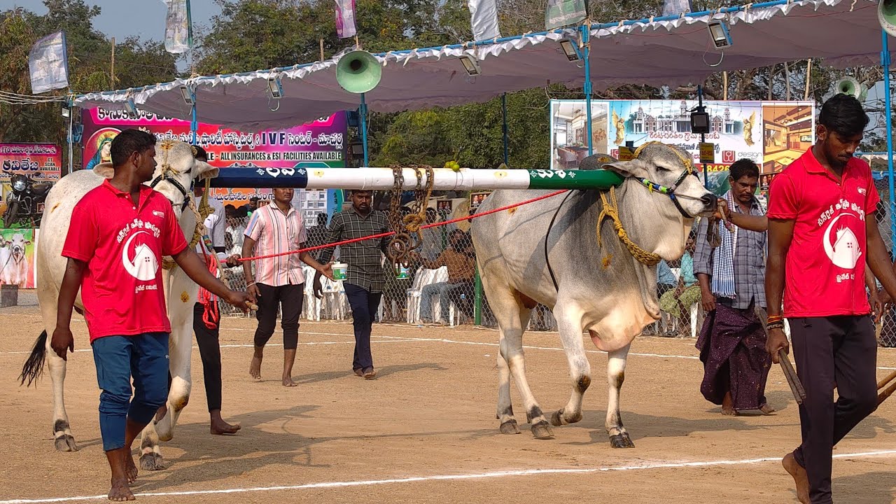 2026-రెంటచింతల.2పళ్ళు.8వ జత.