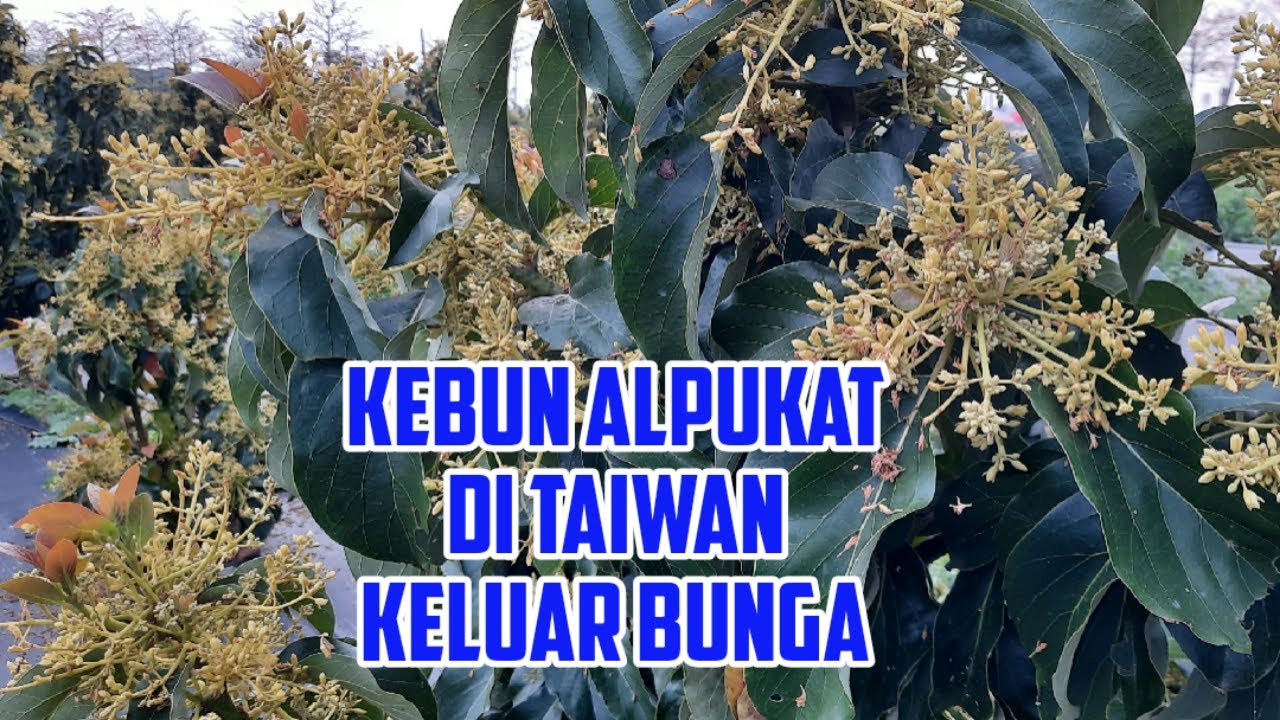 Kebun Alpukat Di Taiwan Keluar Bunga, Usia Pohon 2 sampai 4 Tahun