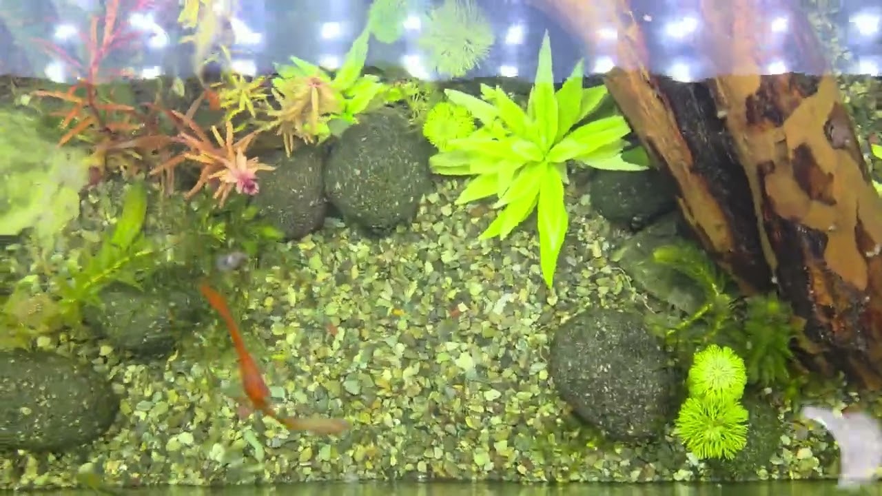 유목과 수초가 만드는 작은 숲, 구피들의 평화로운 일상 🌿 | Peaceful Life of Guppies in a Lush Tank