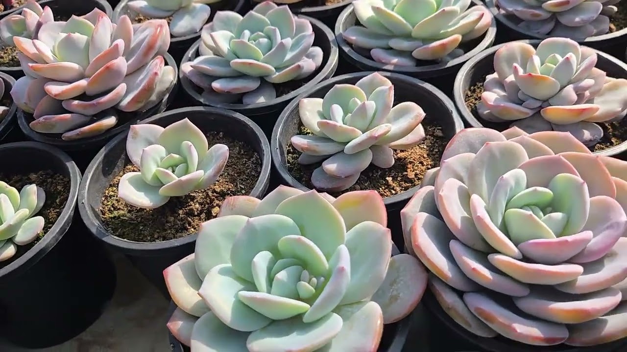 마무리 못하고✨️🐰🌹🌵❤️🌟