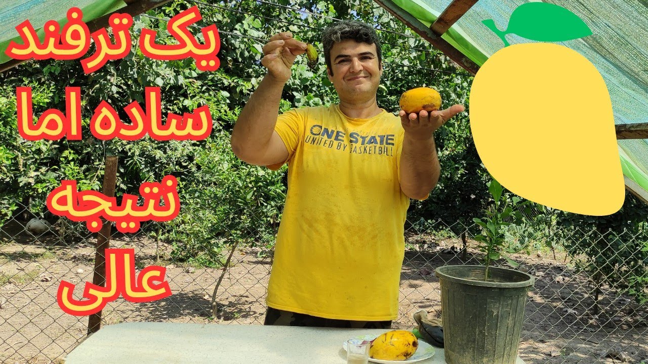 کاشتن هسته انبه با روشی ساده برای پیشگیری از کپک زدن و سریعتر سبز شدن بذر