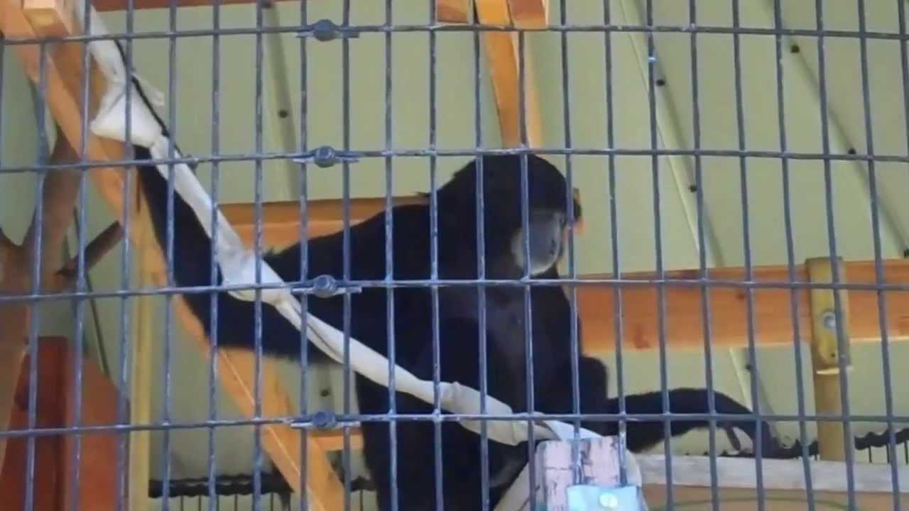 Exotic Animal Training Program