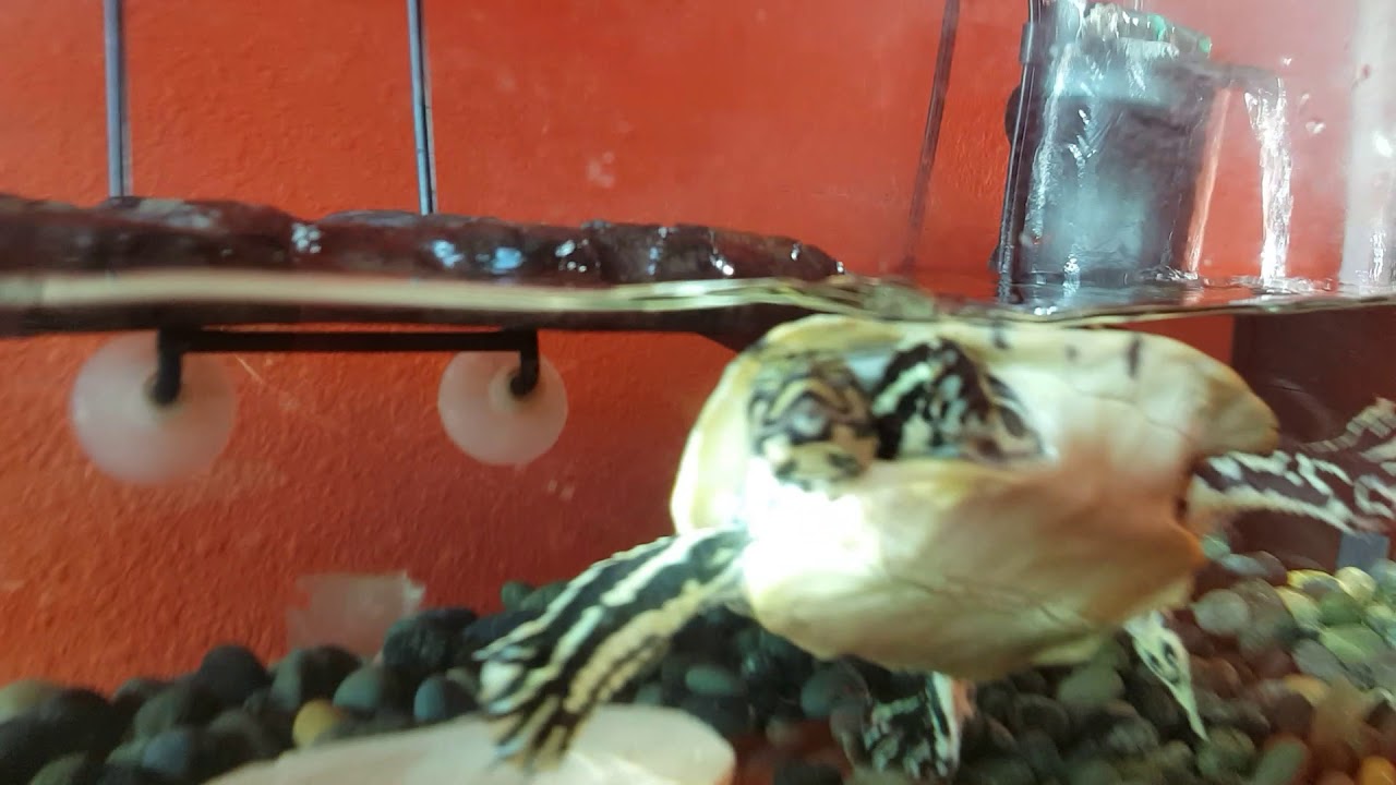 Turt Reynolds is back and He Shed A little